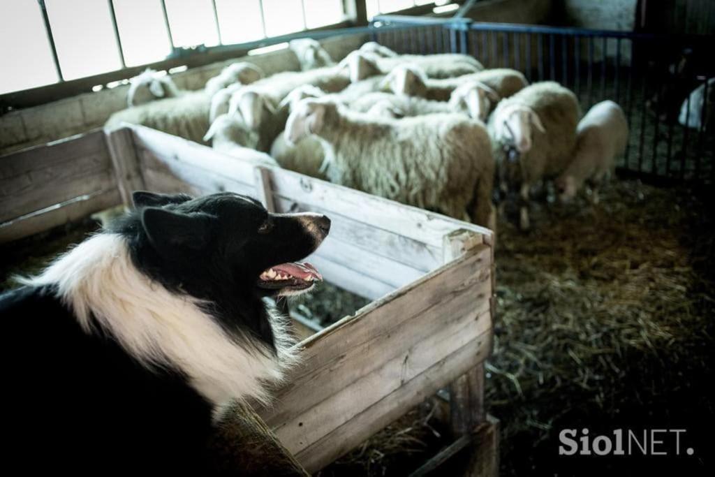 Tourist Farm Kladje Villa Ljubno Luaran gambar